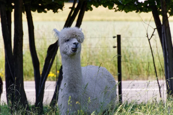 White Fluffy Alpaca Stands Shade High Grass Shows His Teeth — Stock Photo, Image