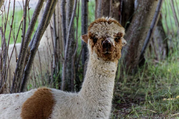 Marrom Branco Alpaca Fica Sombra Olha Diretamente Para Câmera Durante — Fotografia de Stock