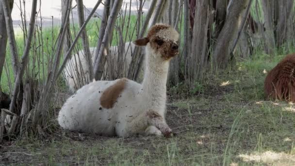 Brown White Fluffy Alpaca Sitting Shade Hot Summer Day Animal — Stock Video