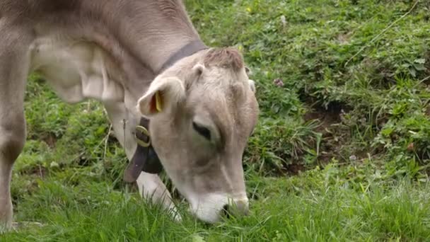 年轻的棕色小牛犊吃草 斯威斯山脉的春天牧场 自然界的天然食物提供新鲜健康的牛奶 — 图库视频影像