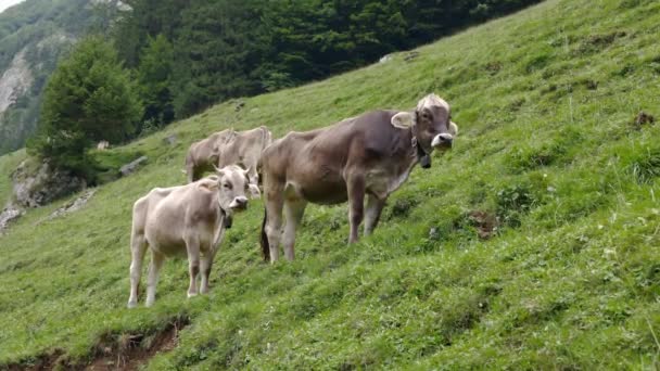 牛犊与母牛站在山坡上 咀嚼着吃过的草 在没有人的日子里 云天里 — 图库视频影像