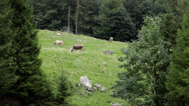 Pasto Vaca Uma Clareira Florestal Com Muita Floresta Abeto Vacas — Vídeo de Stock