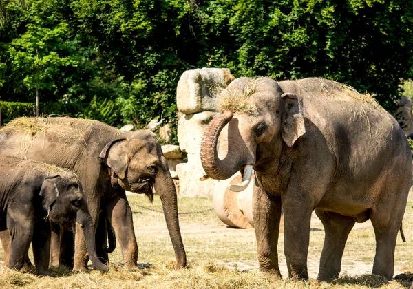 Elefantes São Grandes Mamíferos Família Elephantidae — Fotografia de Stock
