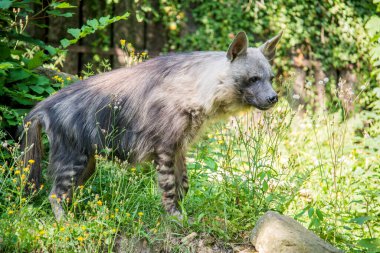 Kahverengi sırtlan Afrika 'nın güney bölgelerinde yaşar.
