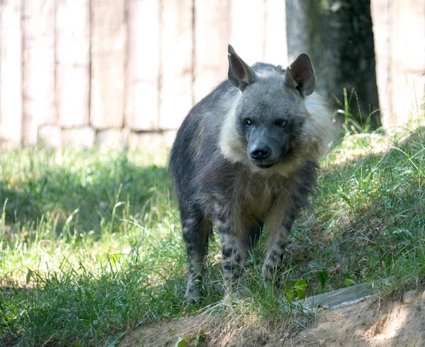 Bruine Hyena Leeft Zuidelijke Gebieden Van Afrika — Stockfoto