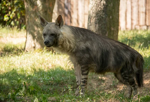 Bruine Hyena Leeft Zuidelijke Gebieden Van Afrika — Stockfoto