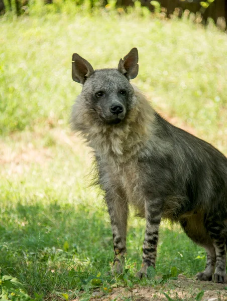 Bruine Hyena Leeft Zuidelijke Gebieden Van Afrika — Stockfoto