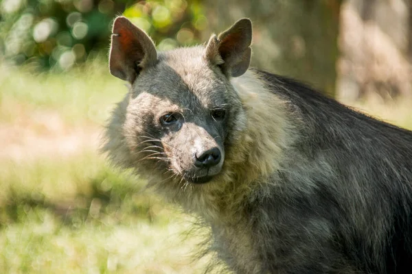 Brown Hyena Lives Southern Regions Africa — Stock Photo, Image