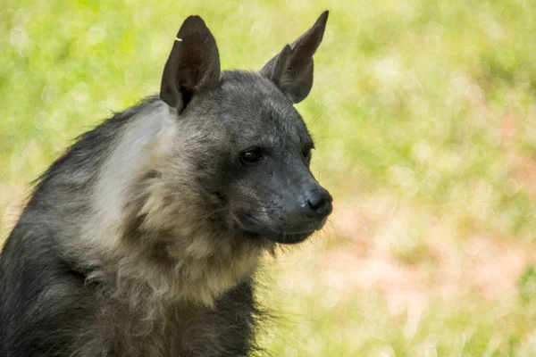 Bruine Hyena Leeft Zuidelijke Gebieden Van Afrika — Stockfoto