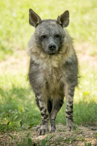 Bruine Hyena Leeft Zuidelijke Gebieden Van Afrika — Stockfoto