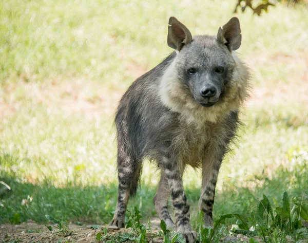 Die Braune Hyäne Lebt Den Südlichen Regionen Afrikas — Stockfoto