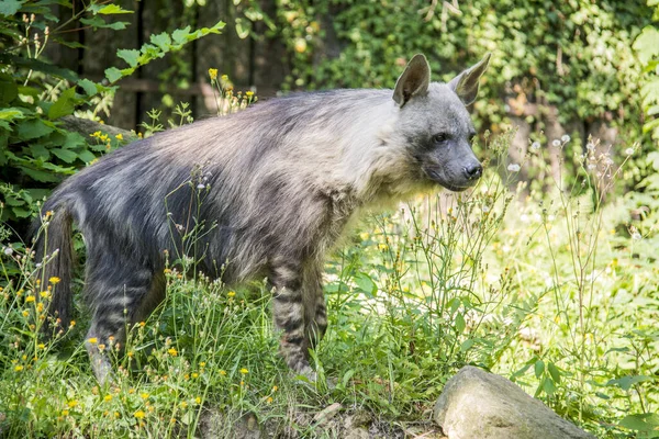 布朗鬣狗生活在非洲南部地区 — 图库照片