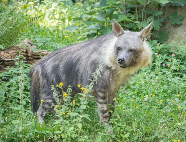 Die Braune Hyäne Lebt Den Südlichen Regionen Afrikas — Stockfoto