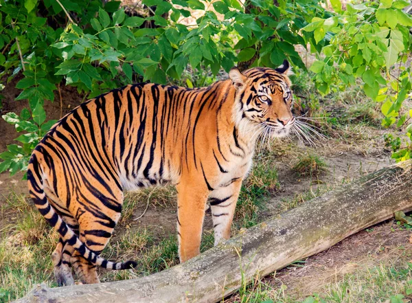 Royal Bengal Tiger Wildlife Safari — Stock Photo, Image