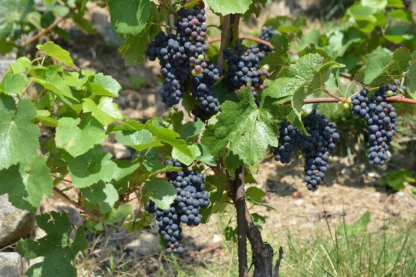 Виноград . — стоковое фото