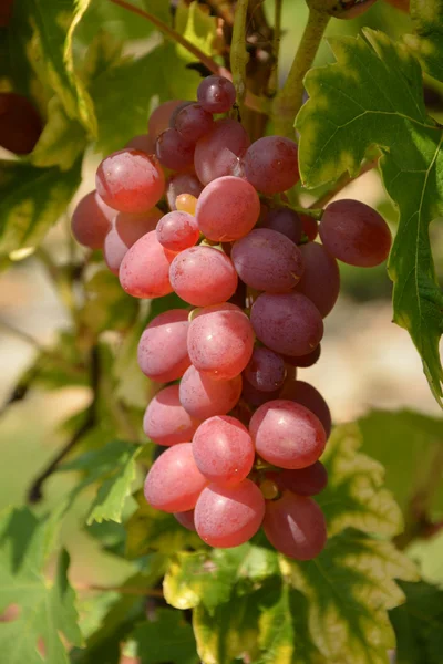 Trauben. — Stockfoto