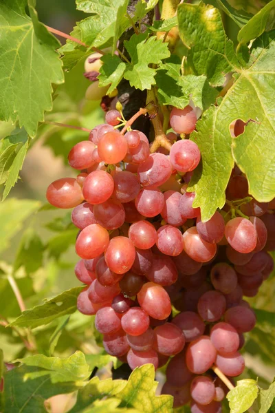 Виноград . — стокове фото