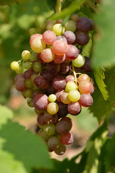 Grape. — Stock Photo, Image