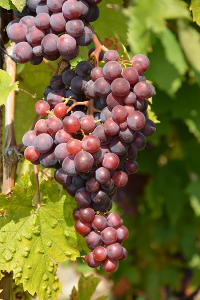 Trauben. — Stockfoto