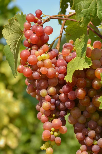 Виноград . — стокове фото