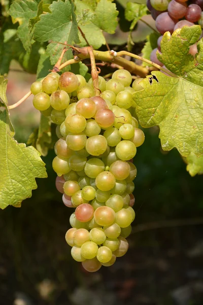 Trauben. — Stockfoto