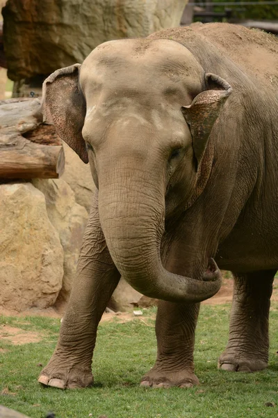 Elefante. — Fotografia de Stock