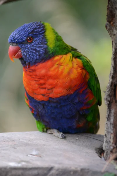 Parrot. — Stock Photo, Image