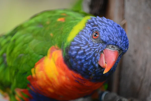 Parrot. — Stock Photo, Image