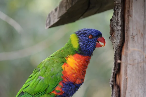 Papegaai. — Stockfoto