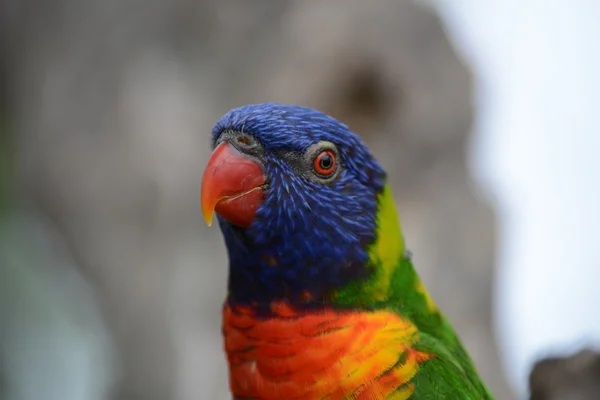 Parrot. — Stock Photo, Image