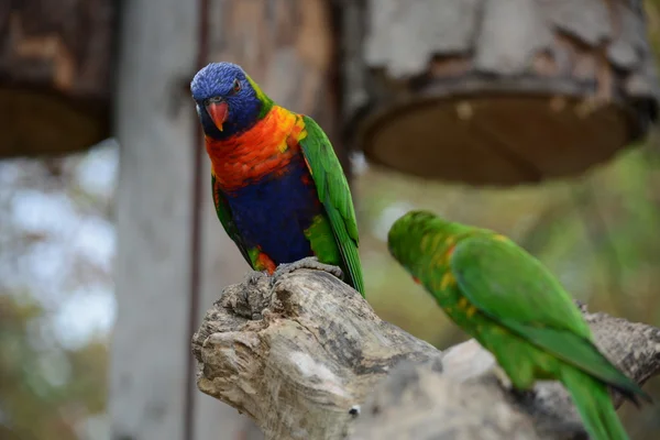 Loro. —  Fotos de Stock