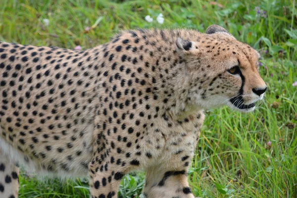 Cheetah. — Stock Photo, Image