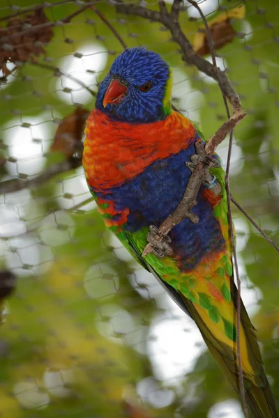 Parrot. — Stock Photo, Image