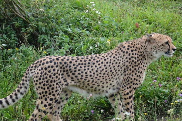 Cheetah. — Stock Photo, Image