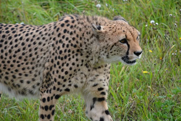 Cheetah. — Stock Photo, Image