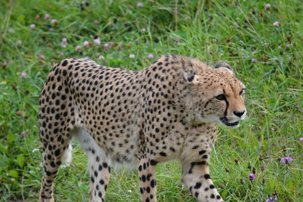 Cheetah. — Stock Photo, Image