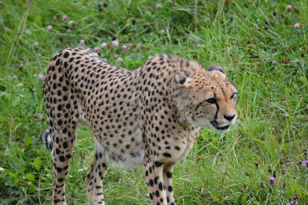 Çita.. — Stok fotoğraf