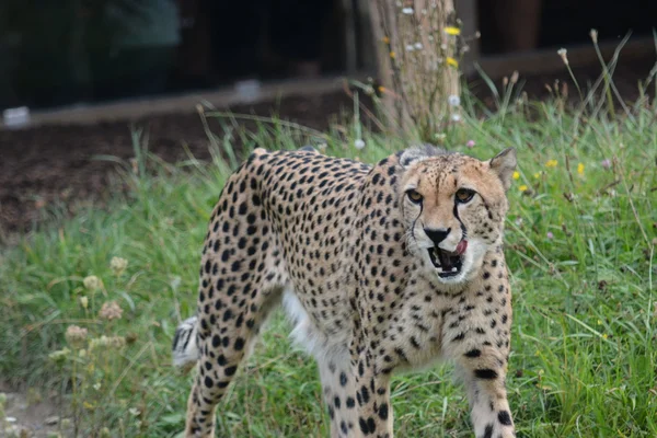 Cheetah. — Stock Photo, Image