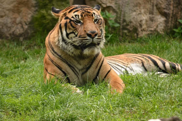 Tigre. — Foto de Stock