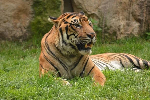 Tigre. — Foto de Stock