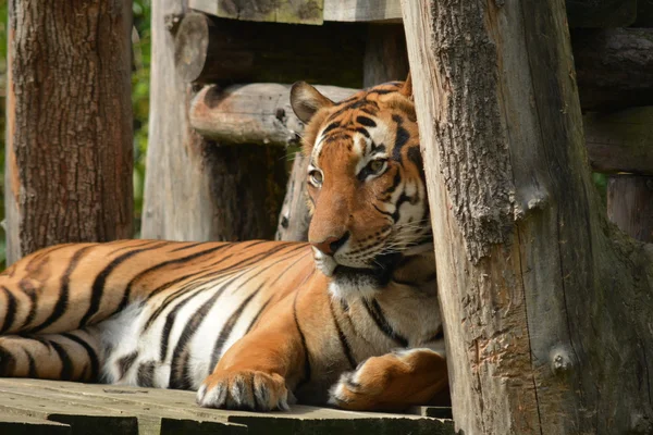 Tiger. — Stockfoto