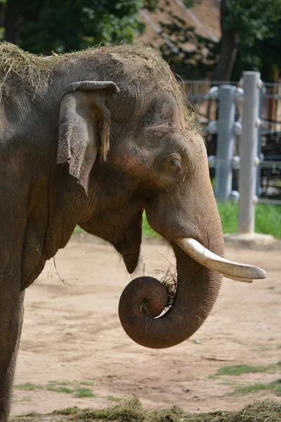 Elefante. — Fotografia de Stock