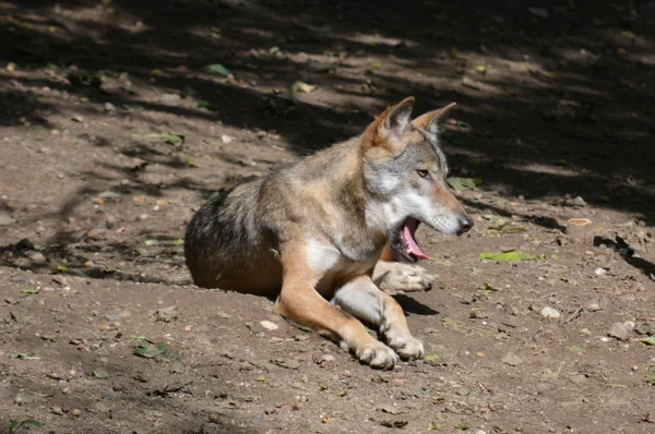 Wolven. — Stockfoto