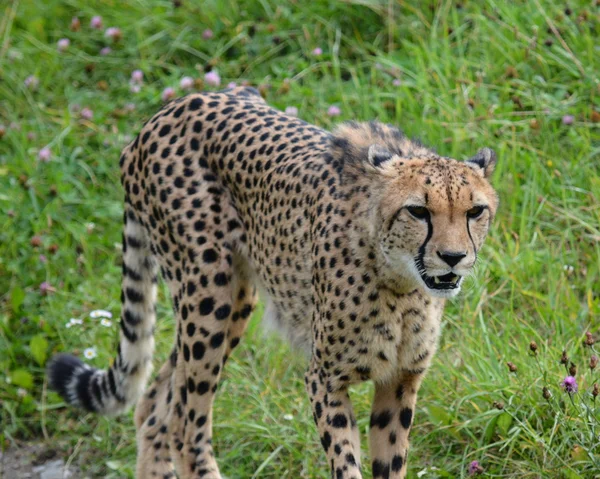 Gepard. — Zdjęcie stockowe