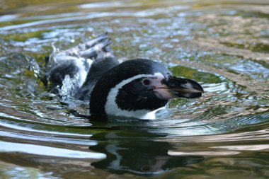 penguen.