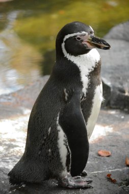 penguen.