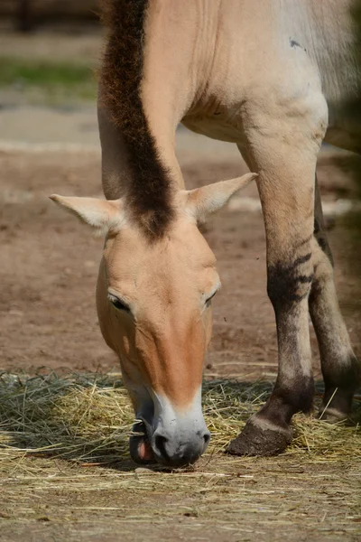Pferd. — Stockfoto
