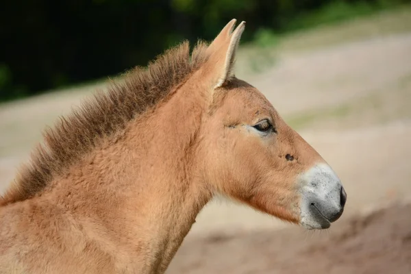 Kůň. — Stock fotografie
