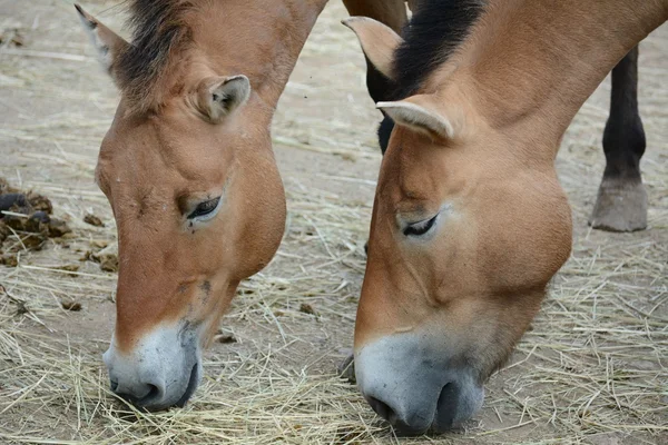 Paard. — Stockfoto