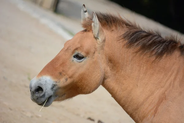 Paard. — Stockfoto